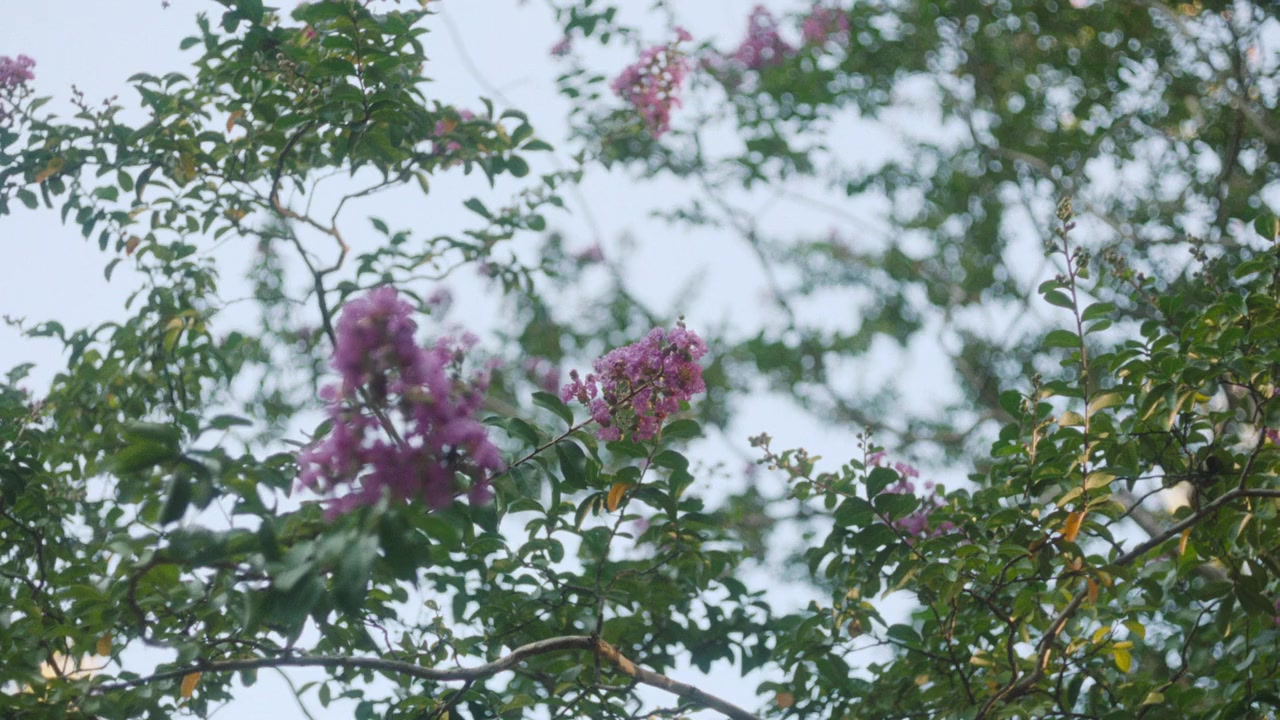 Chestnut screenshot 1