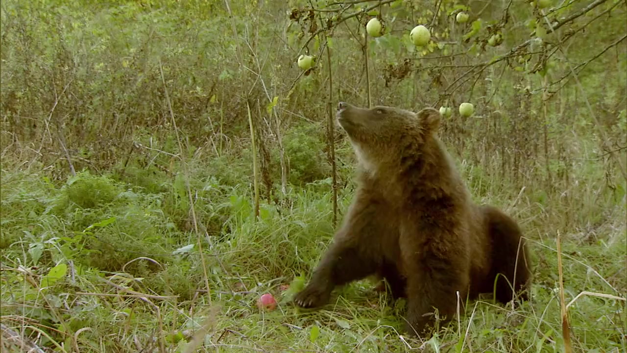Chernobyl Reclaimed: An Animal Takeover screenshot 1