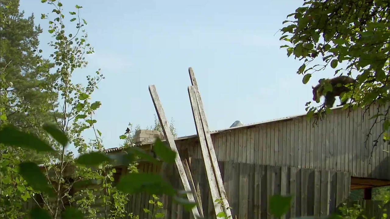 Chernobyl Reclaimed: An Animal Takeover screenshot 3