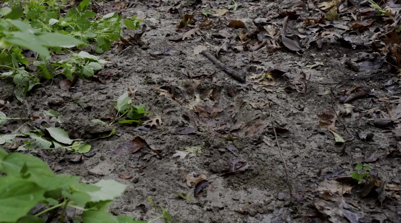 Cherokee Creek screenshot 3
