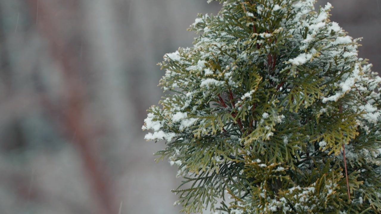 Christmas Holidate screenshot 1