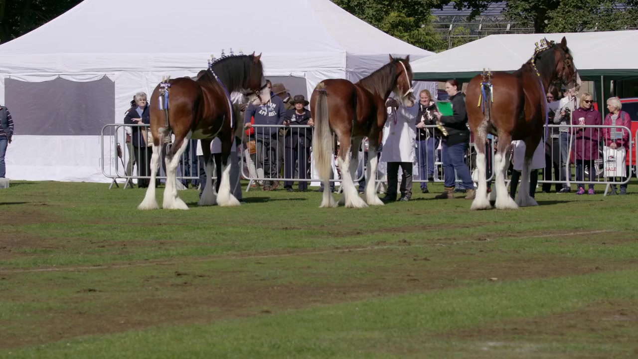Clydesdale: Saving the Greatest Horse screenshot 1