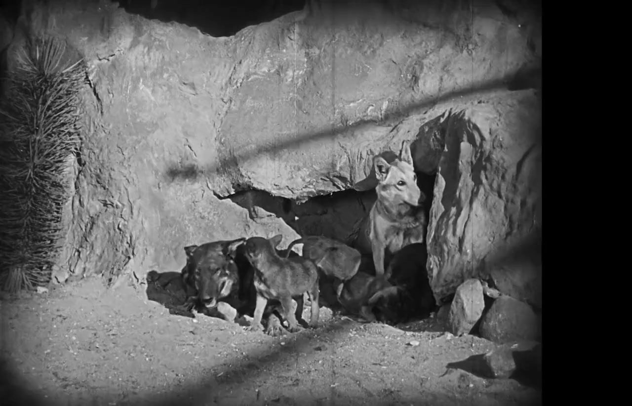 Clash of the Wolves screenshot 1