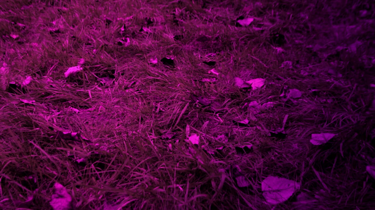 Crawlies screenshot 1