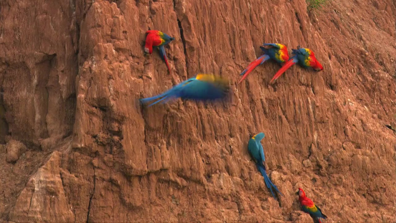 Crazy Creatures screenshot 3