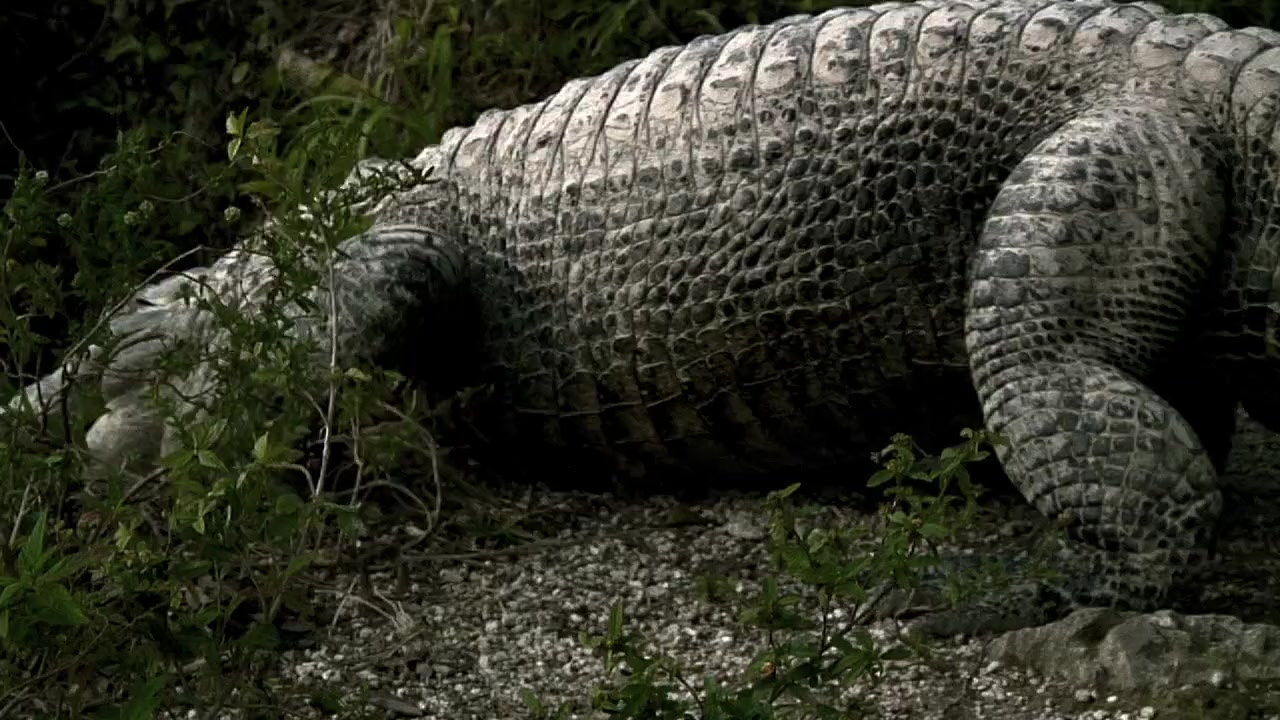 Creature screenshot 2