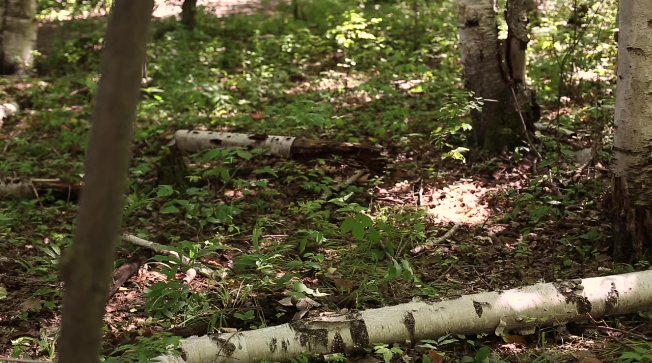 Creature from Cannibal Creek screenshot 1