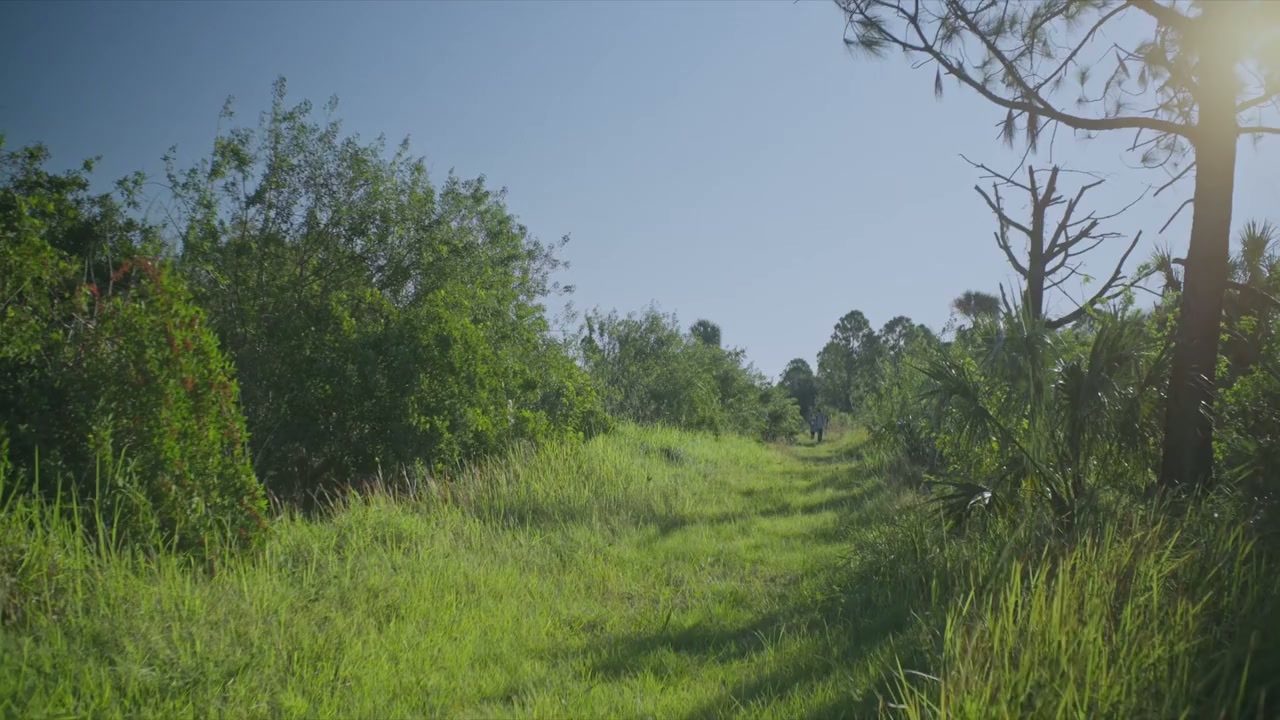 Creeper in the Woods screenshot 3