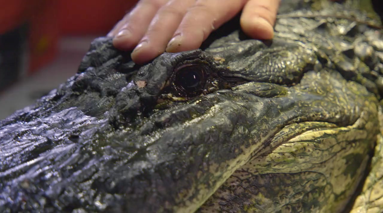 Croc That Ate Jaws screenshot 1