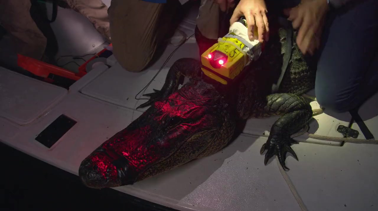 Croc That Ate Jaws screenshot 3