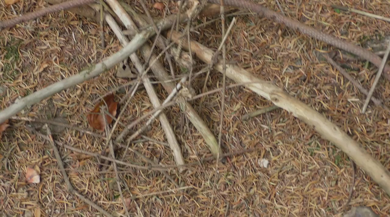 Crone Wood screenshot 1