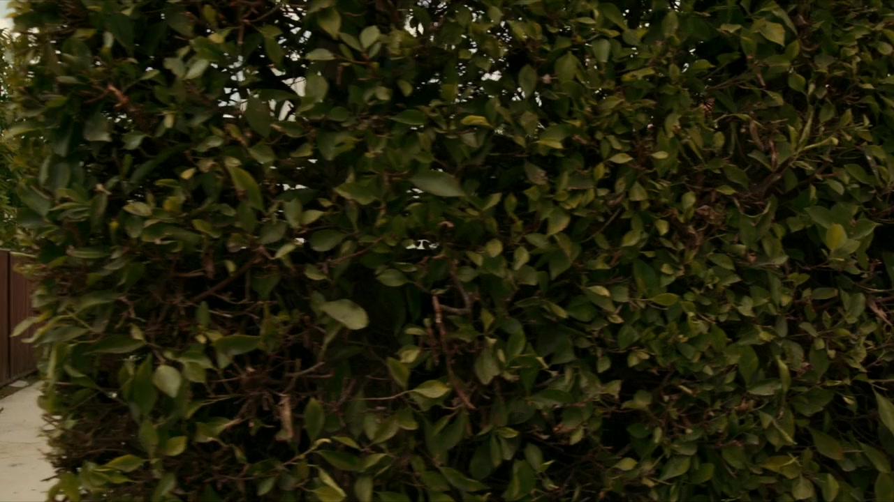 Cynthia screenshot 1
