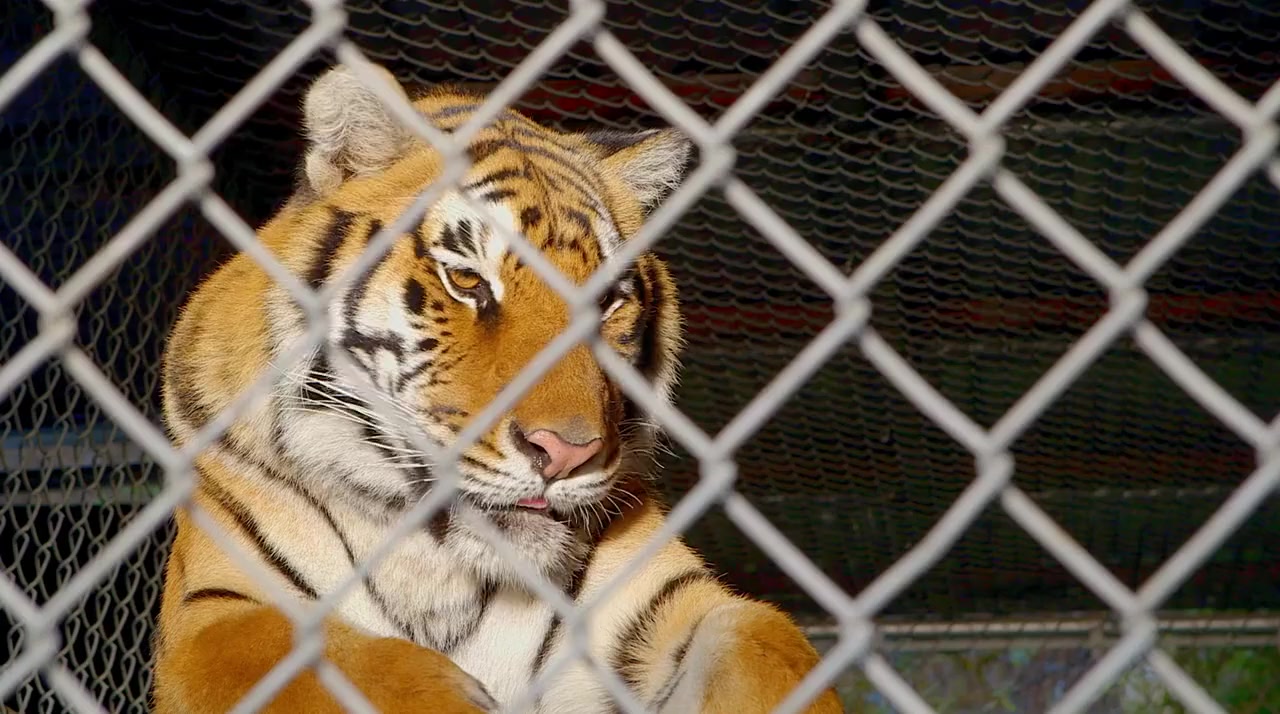 A Tiger's Tail screenshot 2