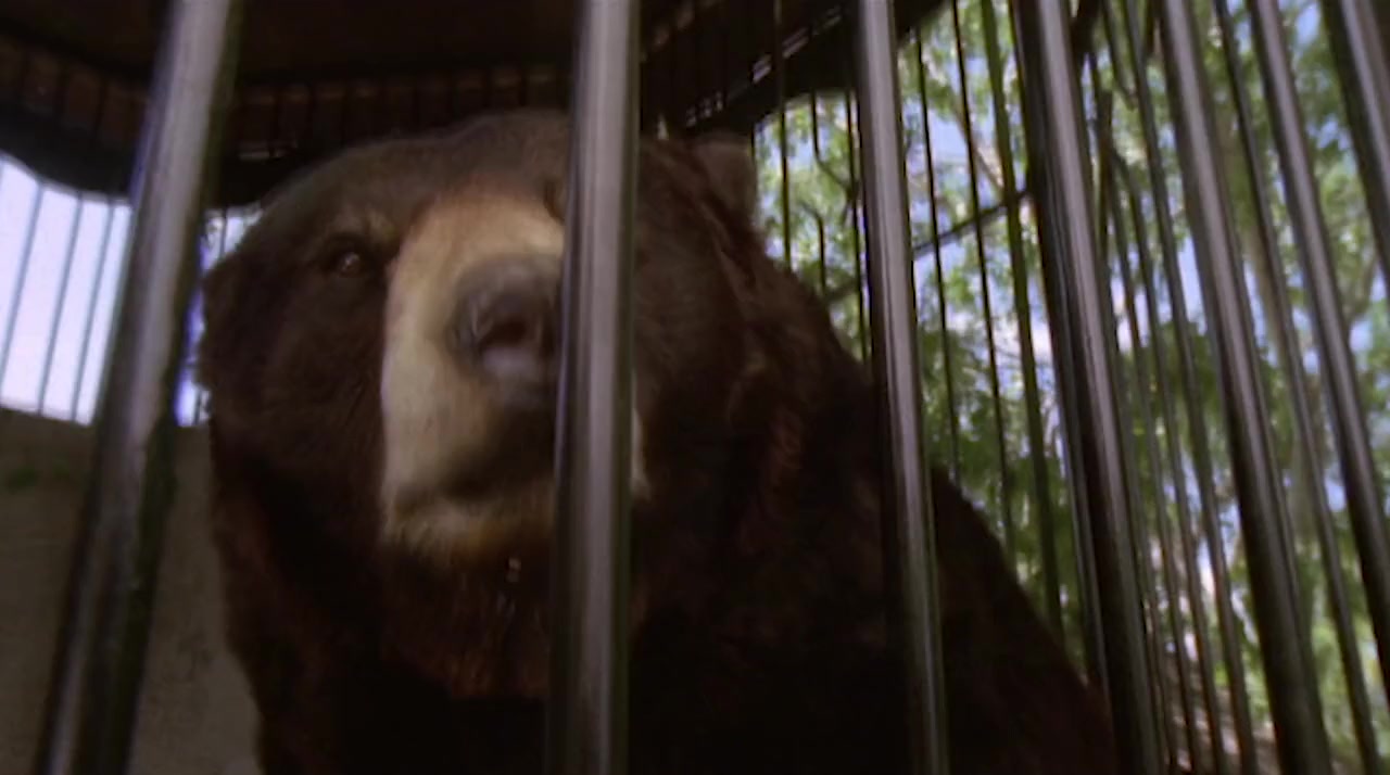 A Bear Named Winnie screenshot 3