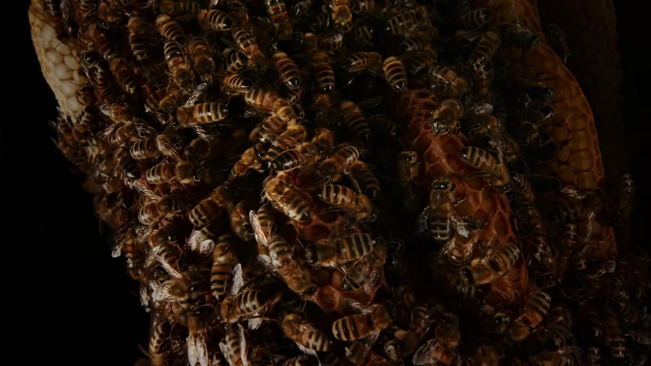 A Bee's Diary screenshot 2