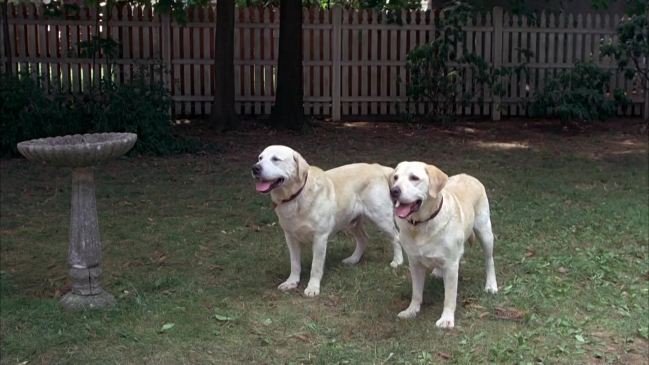A Dog Year screenshot 3