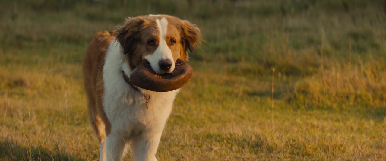 A Dog's Journey screenshot 3