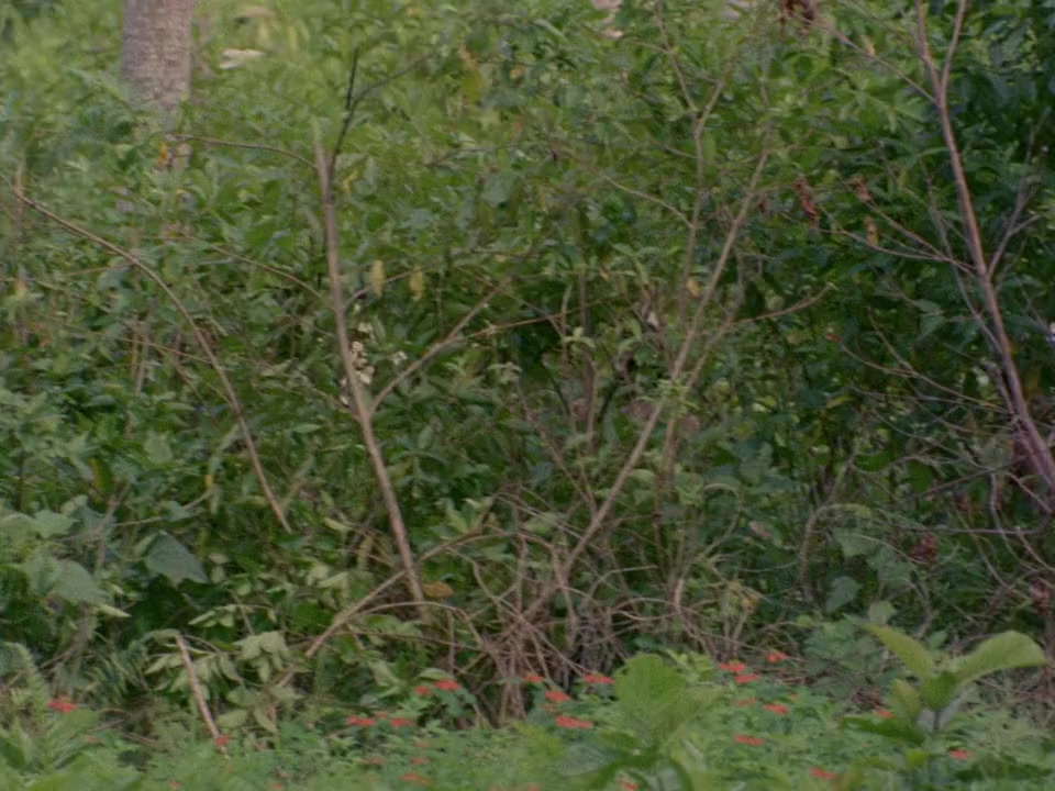 Mondo cane screenshot 1