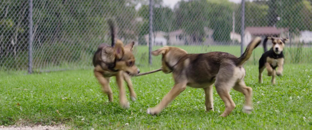 A Dog's Purpose screenshot 3