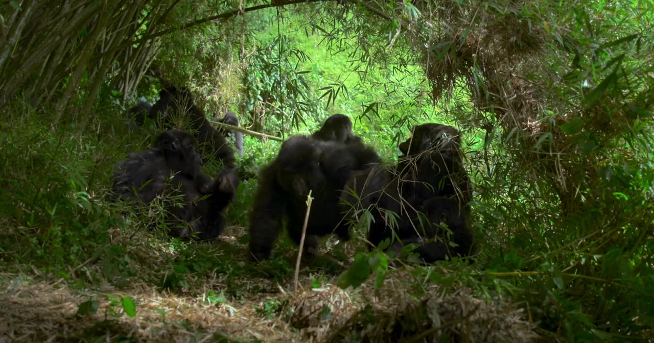 A Gorilla Story: Told by David Attenborough screenshot 1