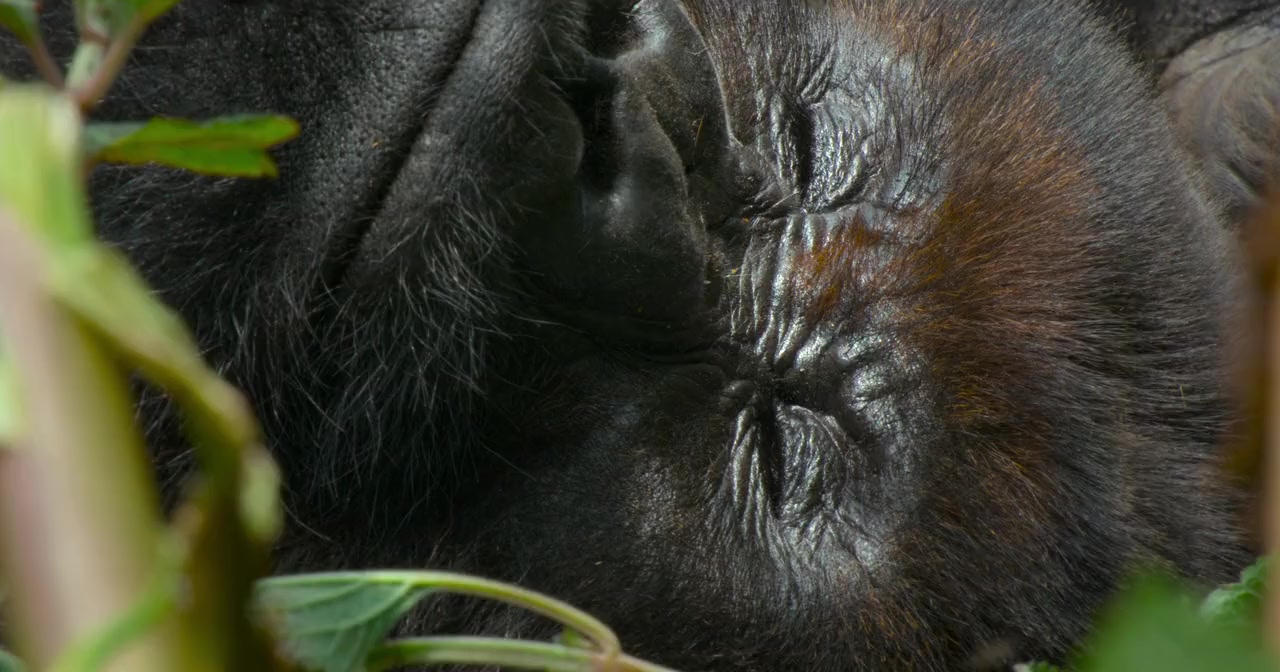 A Gorilla Story: Told by David Attenborough screenshot 3