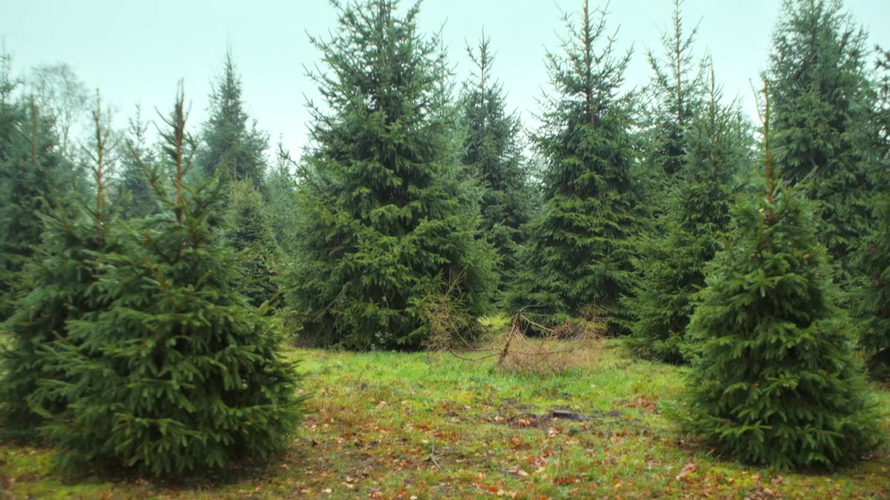 A Mary Berry Christmas screenshot 1