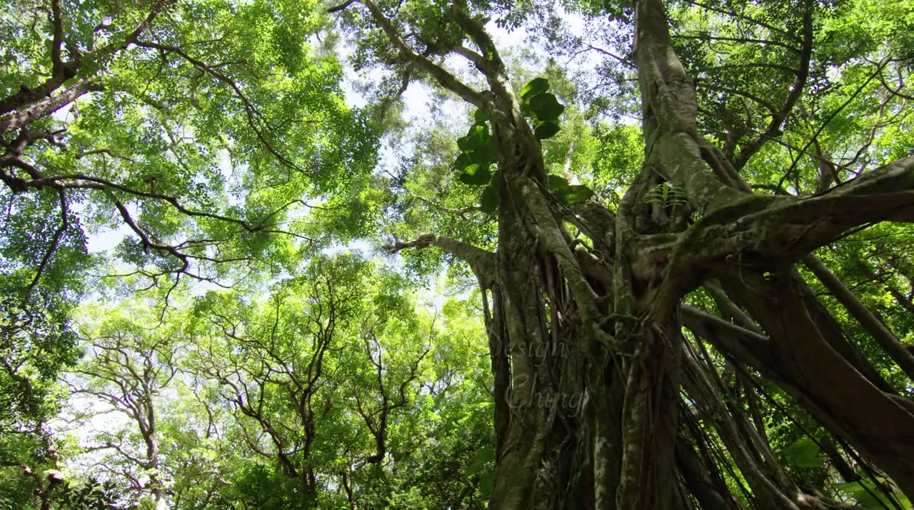 A Midsummer's Hawaiian Dream screenshot 1