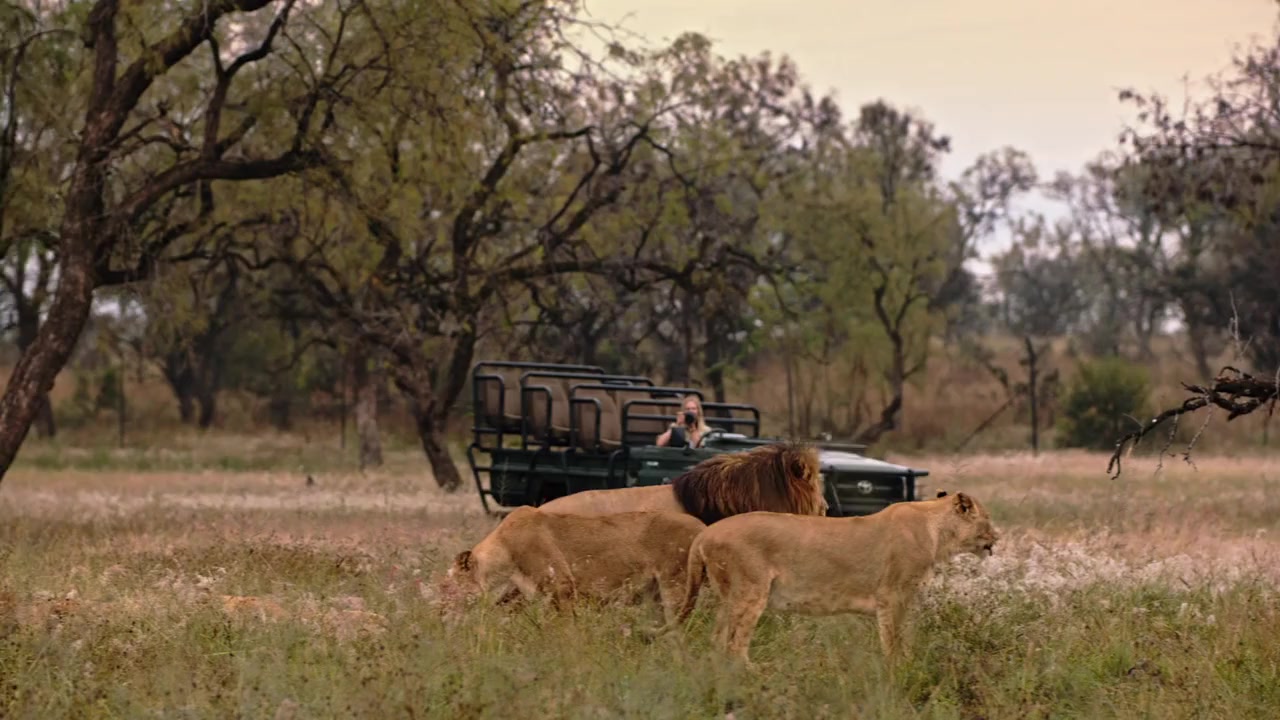 A Safari Romance screenshot 2
