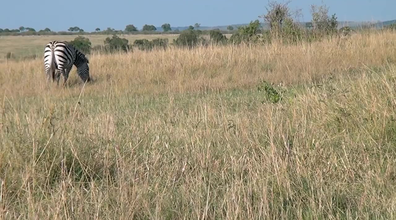 Faszination Afrika 3D screenshot 3