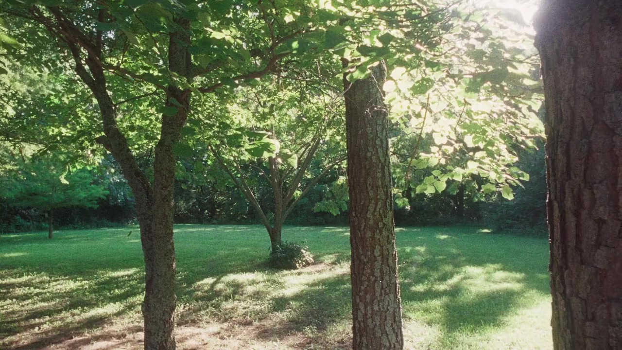 American Cherry screenshot 2