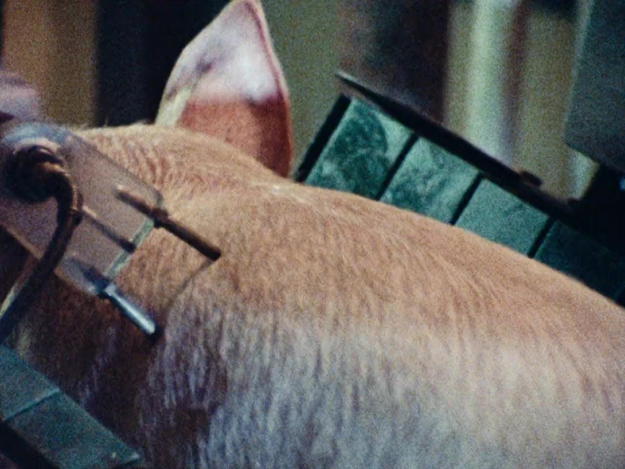 American Dream screenshot 1