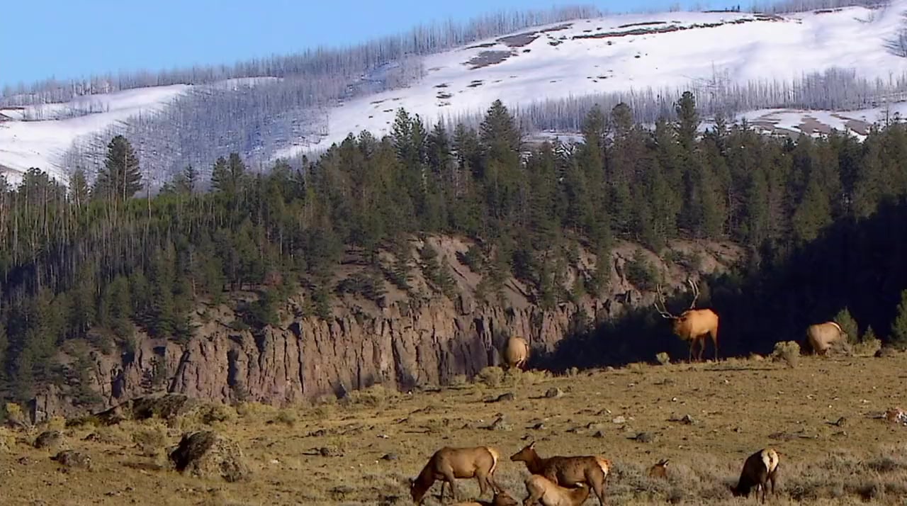 America's Greatest Animals screenshot 1