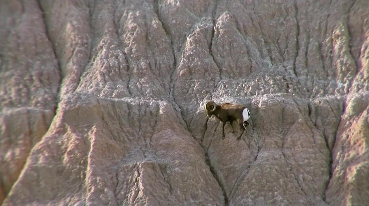 America's Greatest Animals screenshot 2
