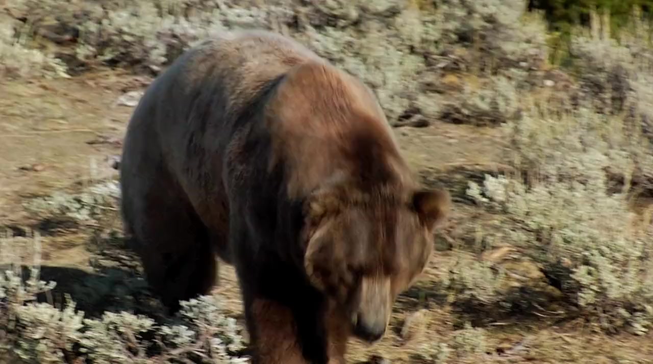 America's Greatest Animals screenshot 3