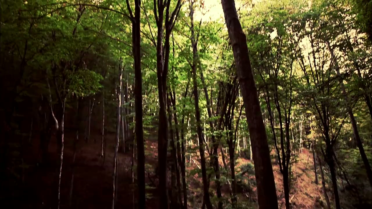 America's Feud: Hatfields & McCoys screenshot 3