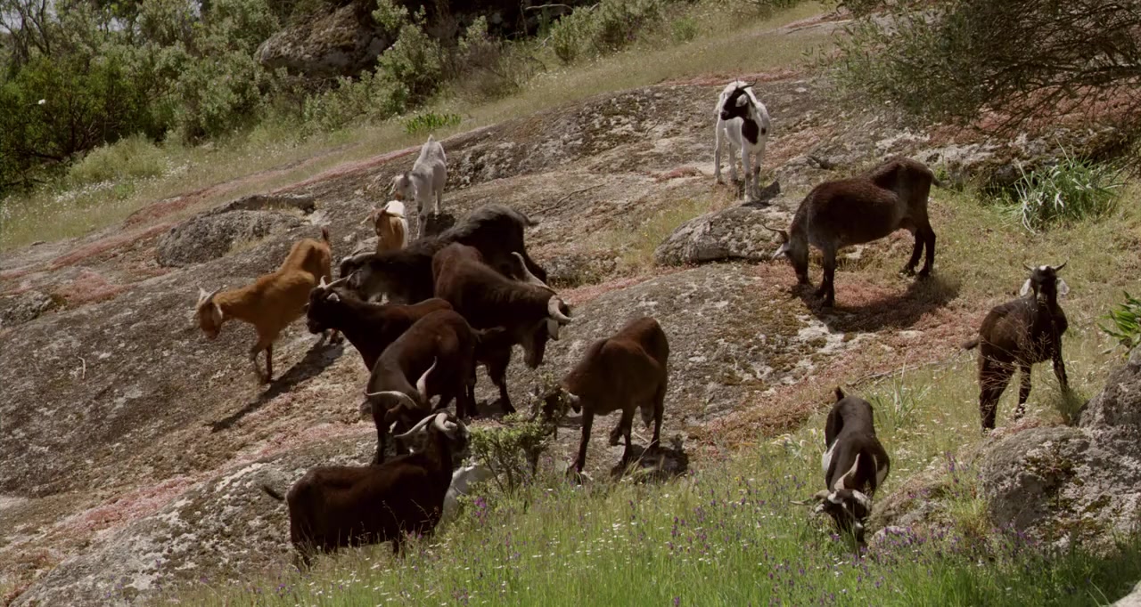Entrelobos screenshot 1