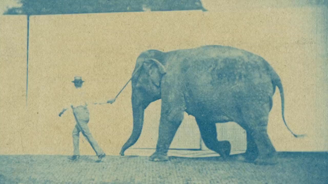 An Apology to Elephants screenshot 1