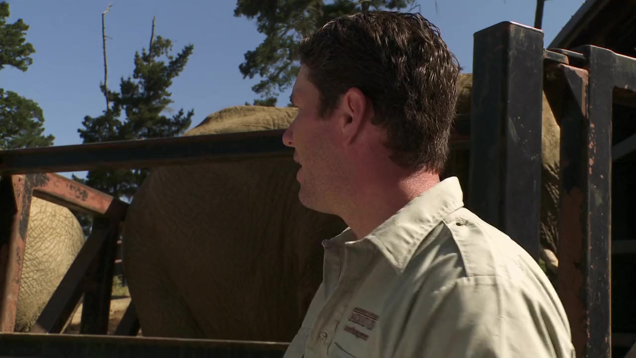 An Apology to Elephants screenshot 2