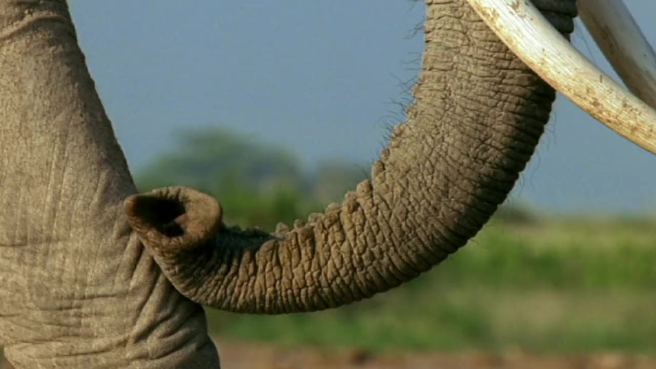 An Apology to Elephants screenshot 3