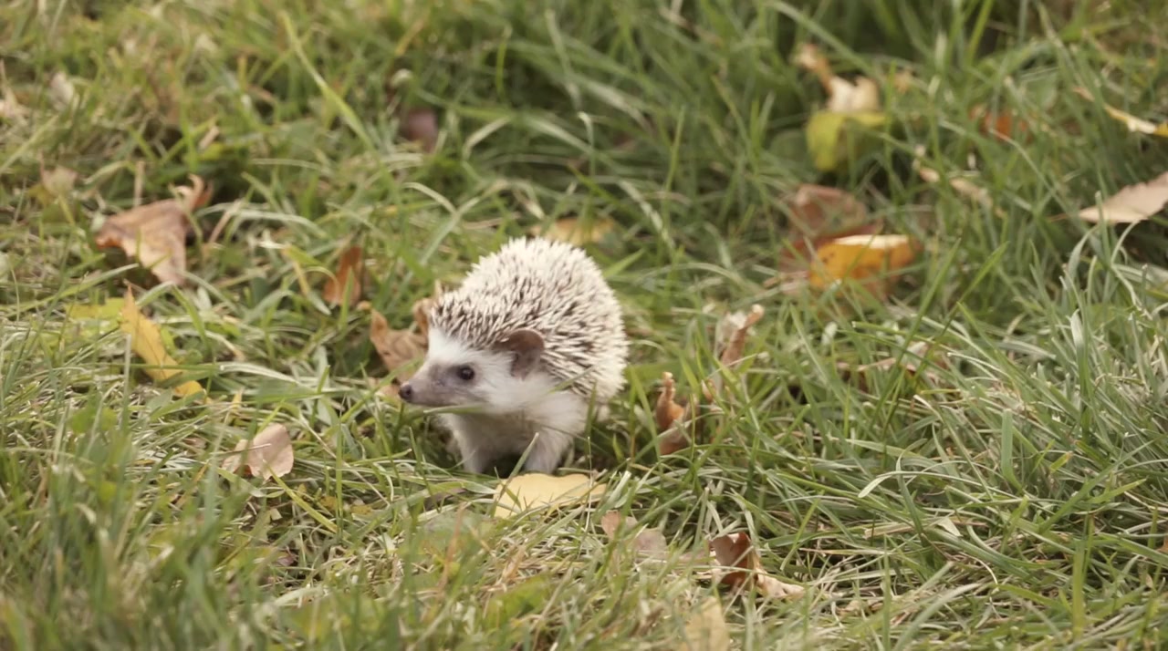 Andy the Talking Hedgehog screenshot 2
