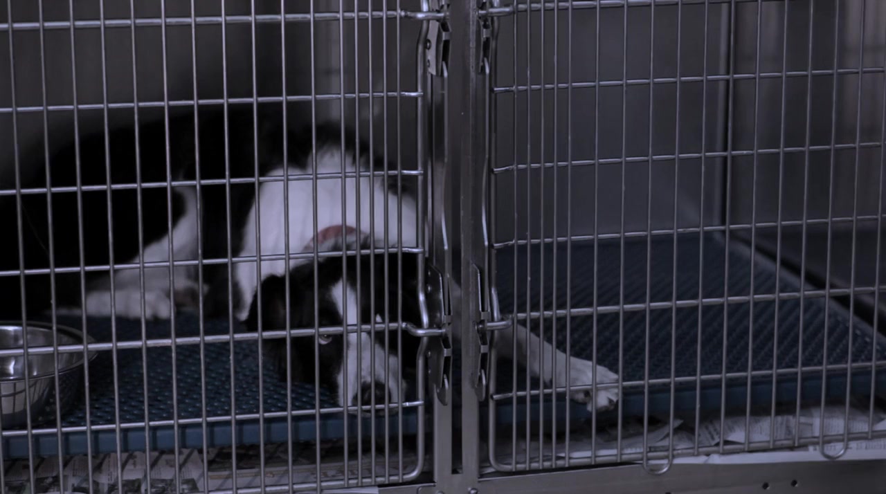 Angel Dog screenshot 3