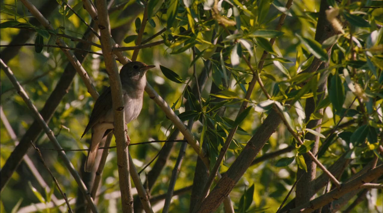 Les animaux amoureux screenshot 1