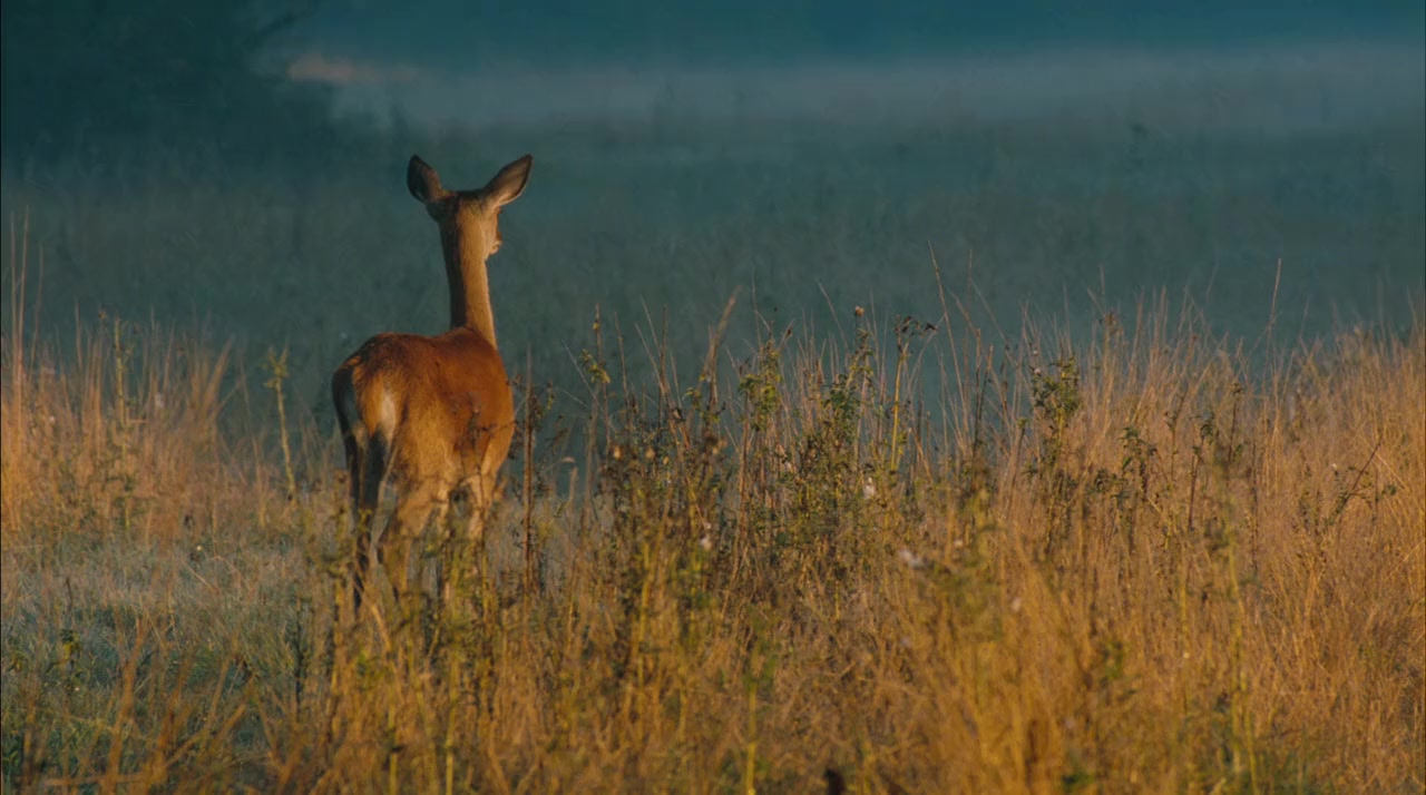 Les animaux amoureux screenshot 3