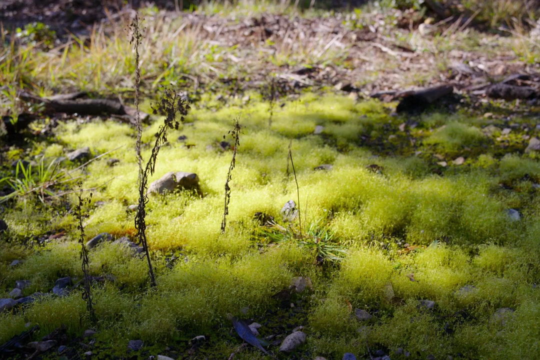Anselm - Das Rauschen der Zeit screenshot 3