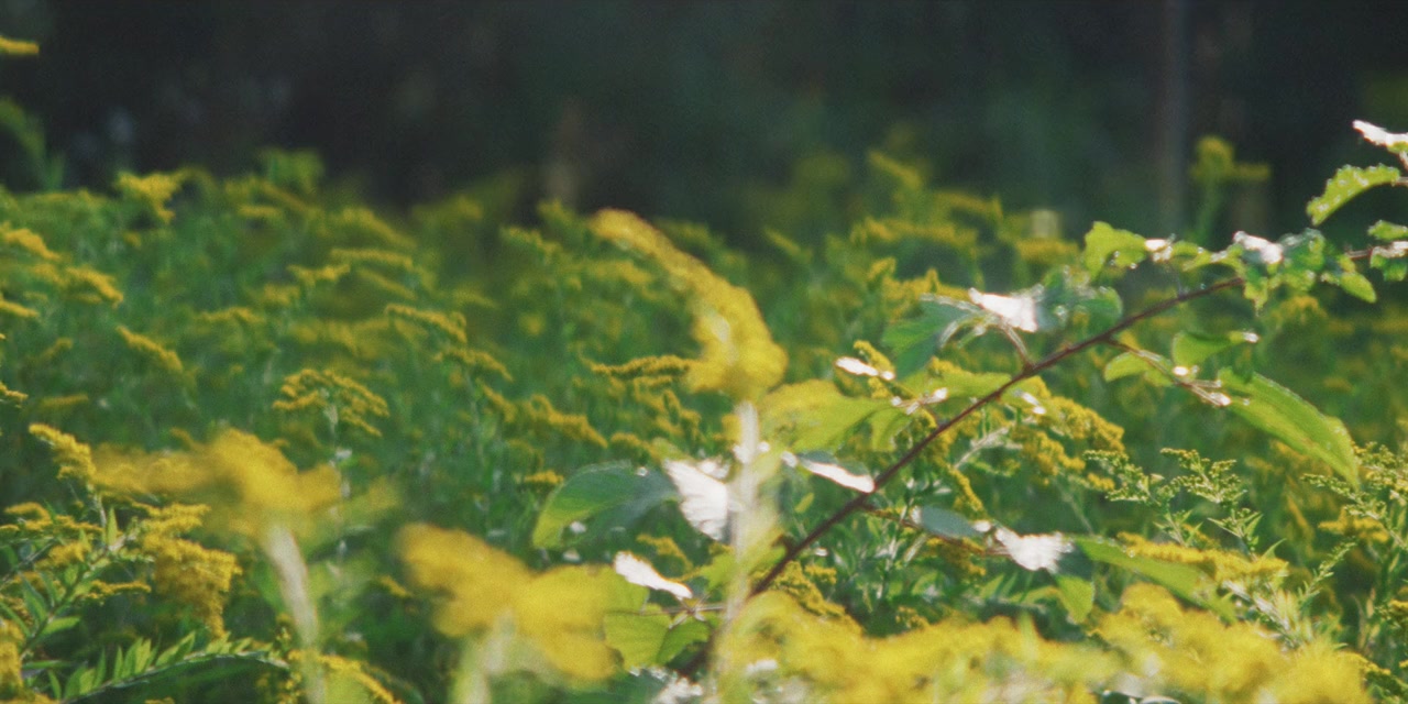 Aaron Chen: Funny Garden screenshot 1