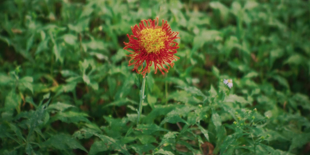 Aaron Chen: Funny Garden screenshot 2