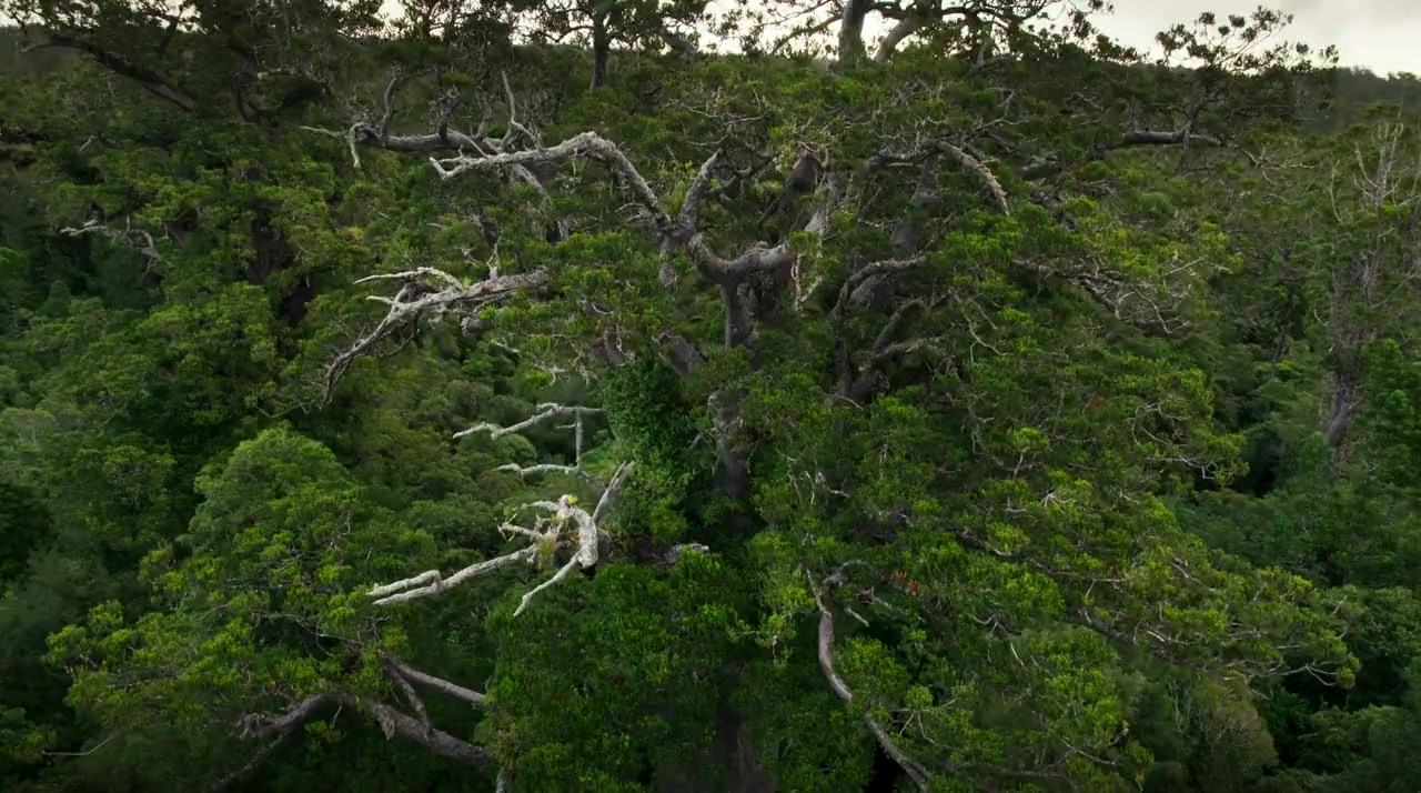Aerial New Zealand screenshot 3