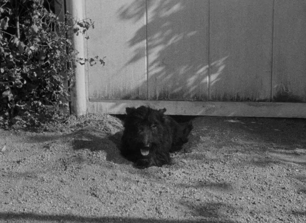After the Thin Man screenshot 2