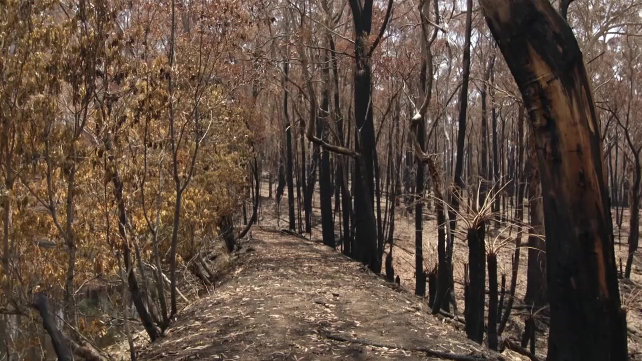 After the Wildfires screenshot 2