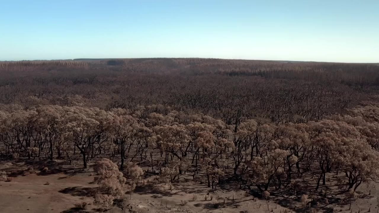 After the Wildfires screenshot 3